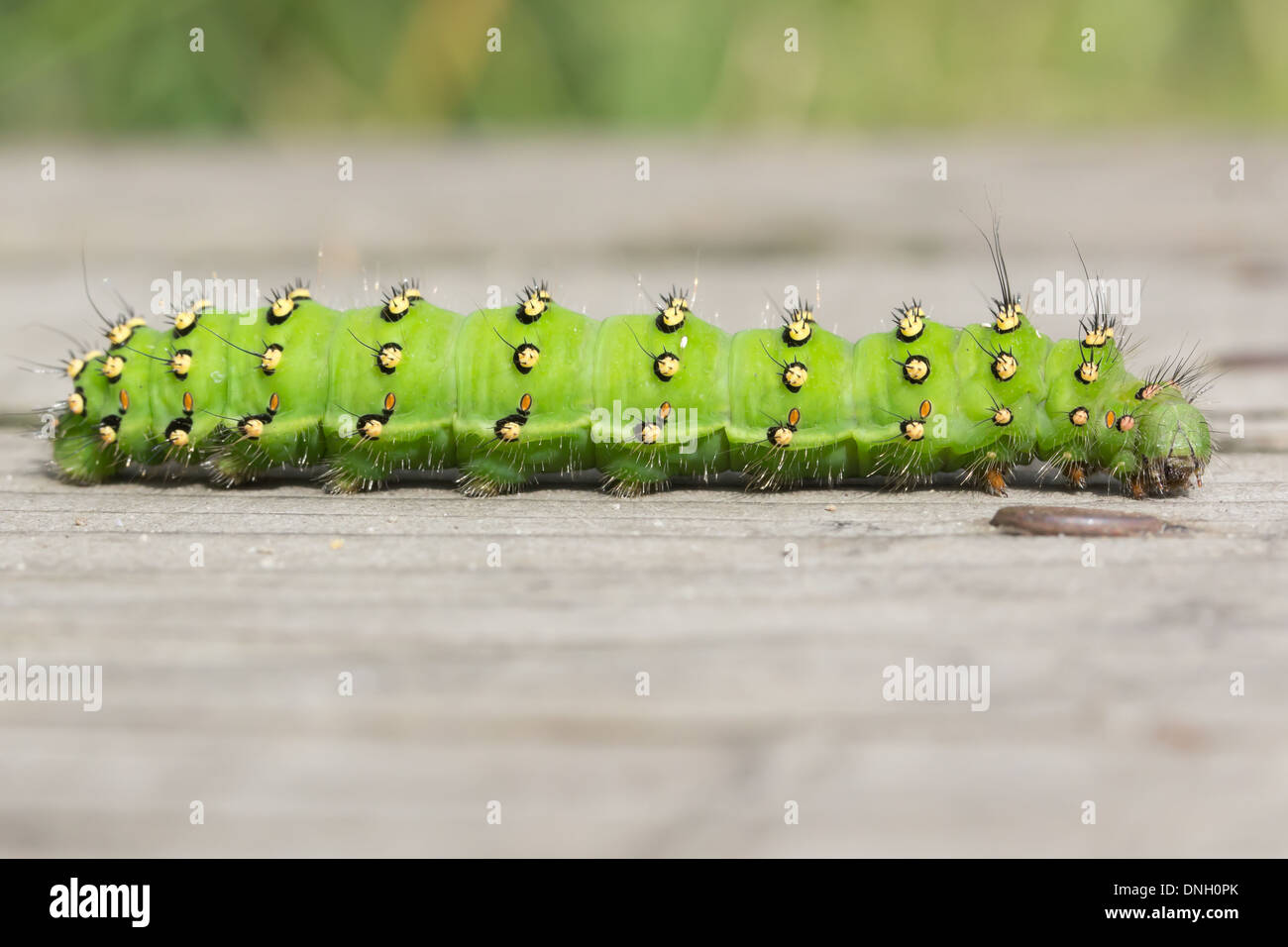 Emperor moth caterpillar (Saturnia pavonia) on boardwalk. Surrey, UK. Stock Photo