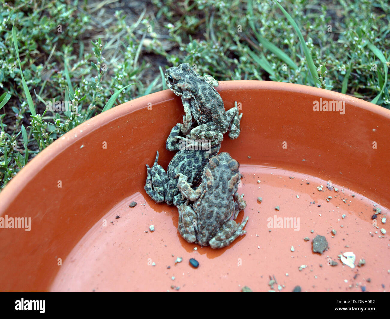 European green toad toads Bufo viridis or Pseudepidalea viridis escape to freedom Stock Photo