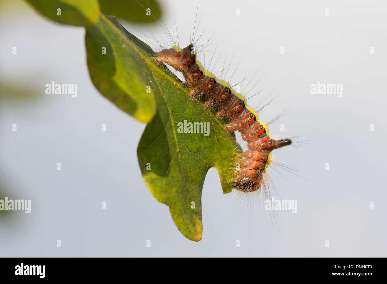 Caterpillar of the grey dagger moth (Acronicta psi) feeding on scrub oak. Surrey, UK. Stock Photo