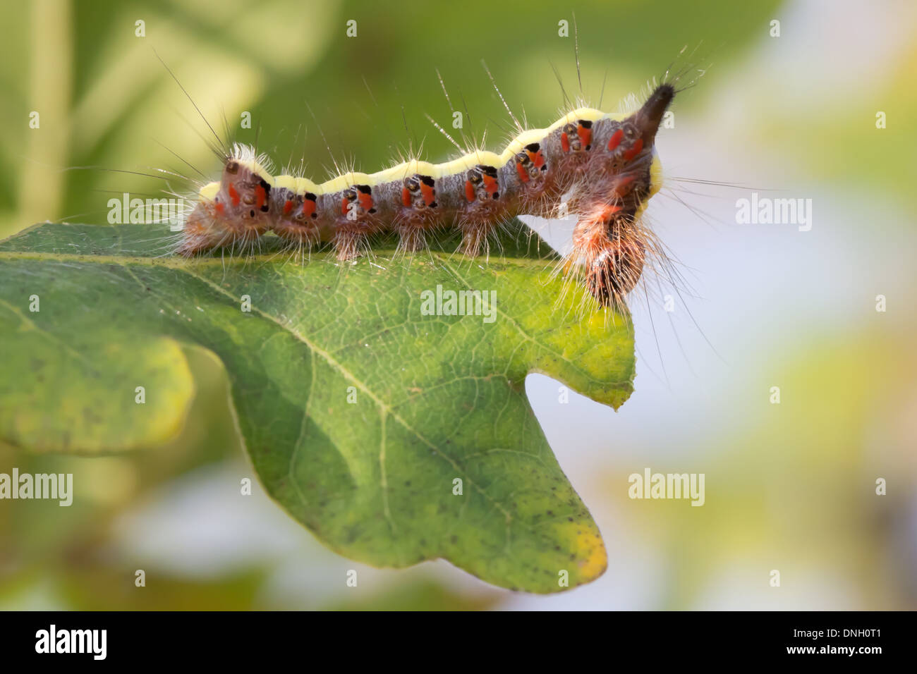 Caterpillar of the grey dagger moth (Acronicta psi) feeding on scrub oak. Surrey, UK. Stock Photo