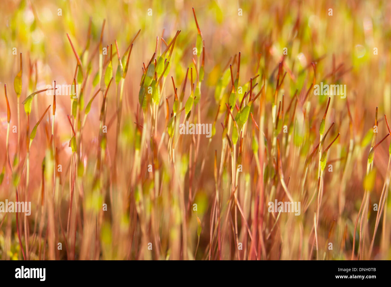 Moss sporophytes on heathland. Surrey, UK. Stock Photo