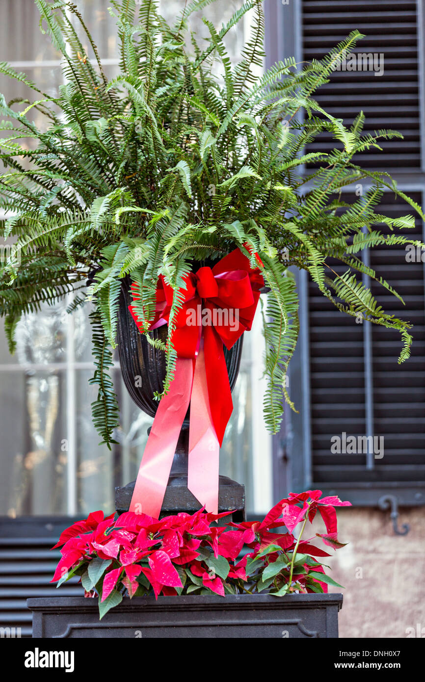 Boston Fern Christmas Tree