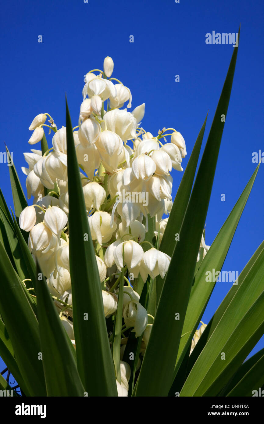 Close up of a Yukka plant in bloom with white flowers against a blue sky Stock Photo