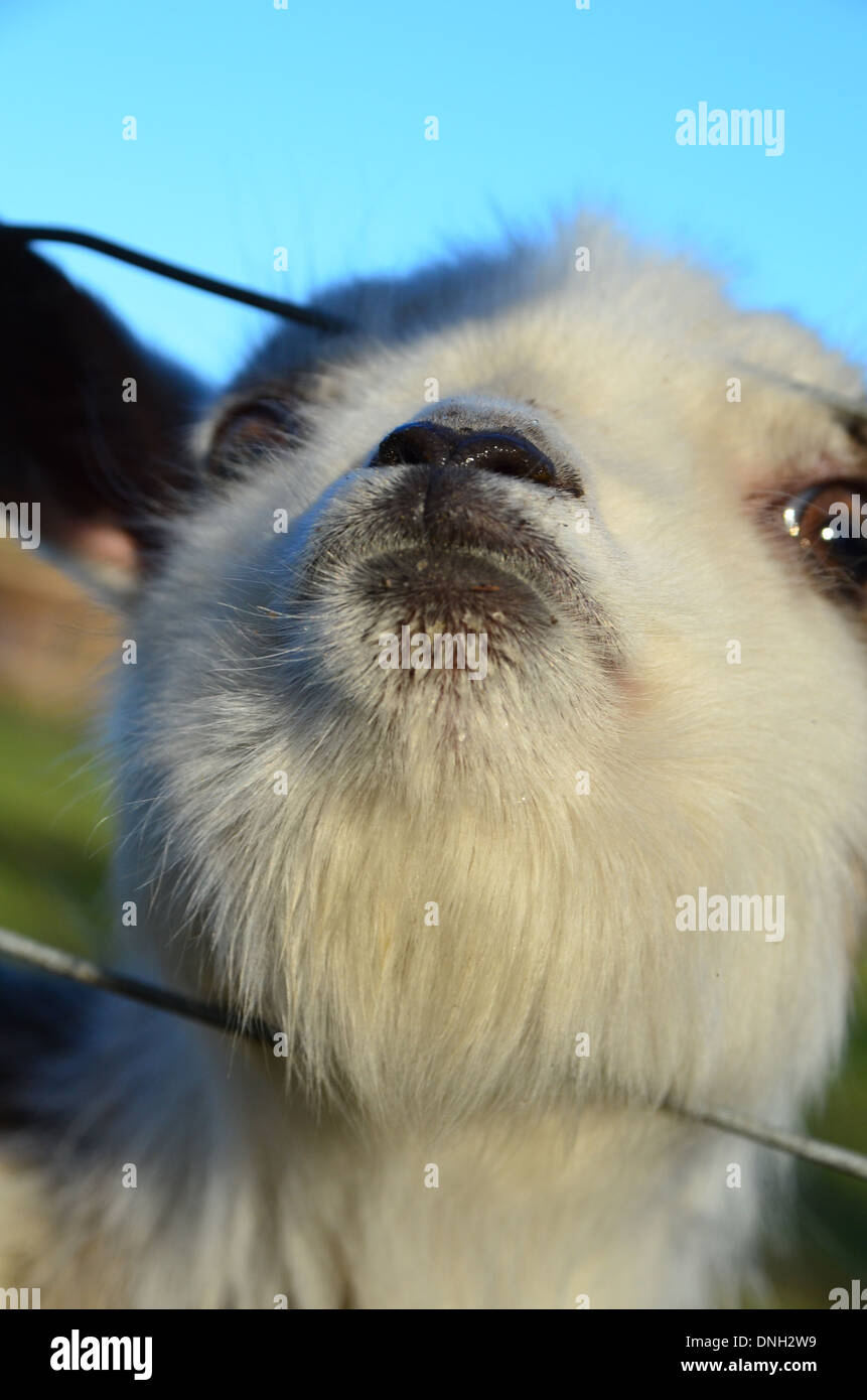 Baby billy goat giving a googbye kiss Stock Photo Alamy