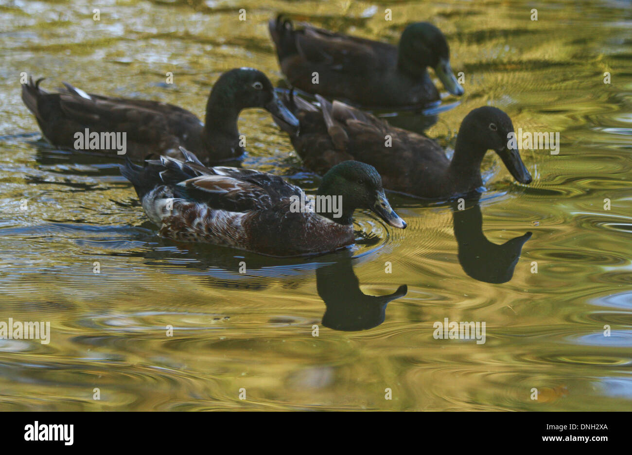 Ducks on sunlit pond Stock Photo
