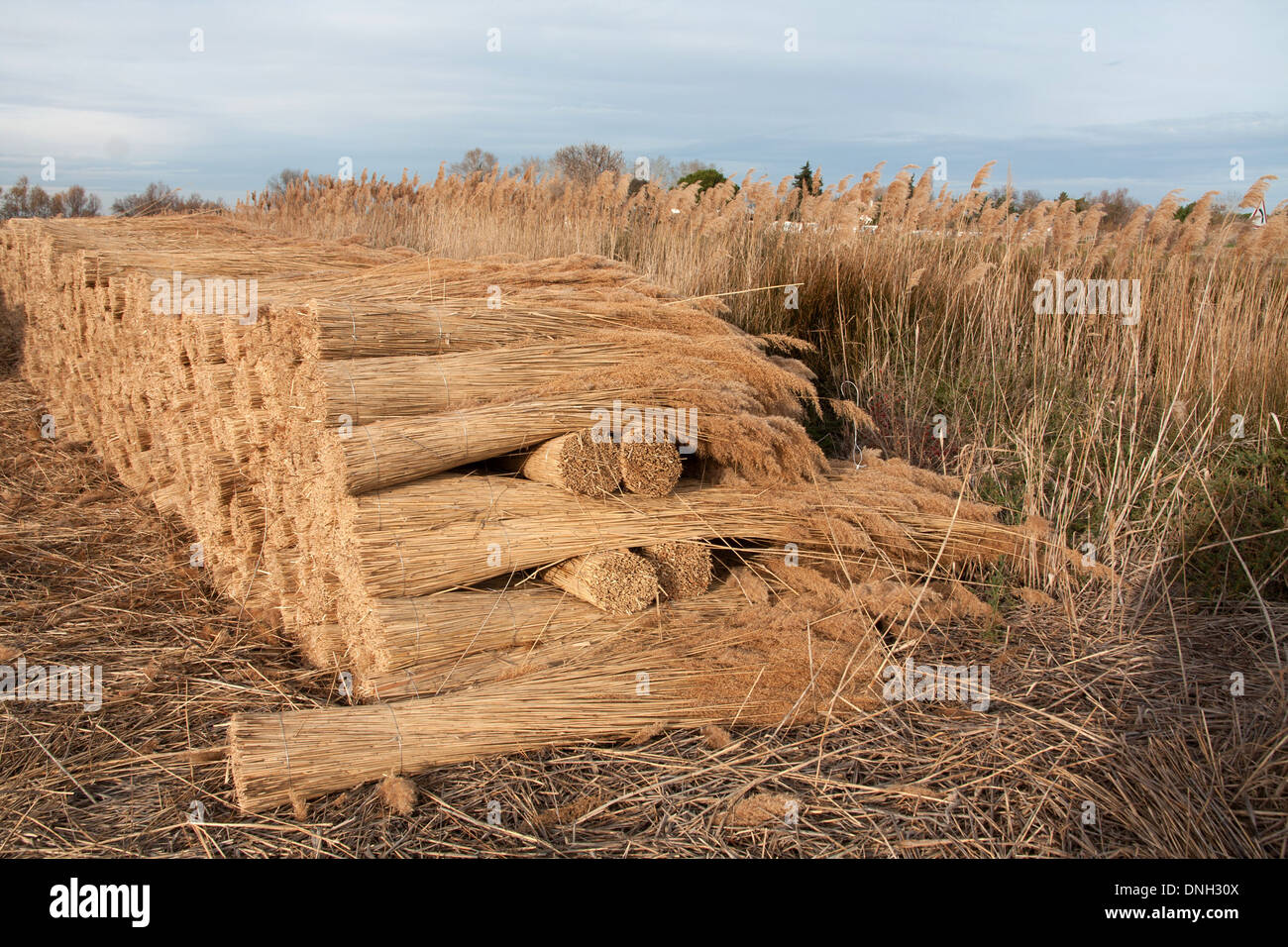 STALKS OF REEDS, REEDS HAVE BEEN GATHERED IN WINTER SINCE THE MIDDLE AGES AND SERVE AS FILLER AND ROOF COVERING FOR HOUSES, SAINTES-MARIES-DE-LA-MER, BOUCHES-DU-RHONE (13), FRANCE Stock Photo
