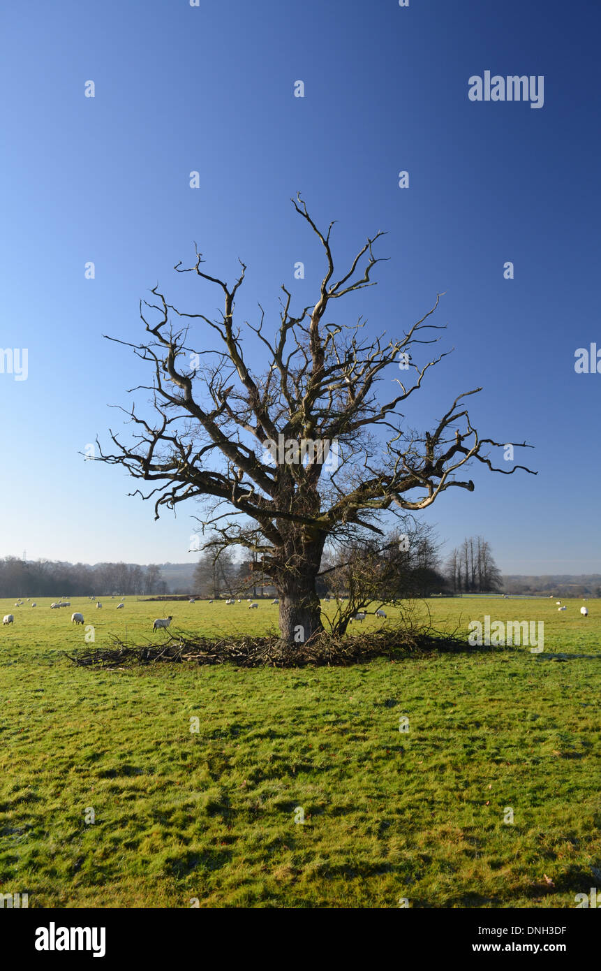 A large English Oak tree stands alone in a farmers field dying from the