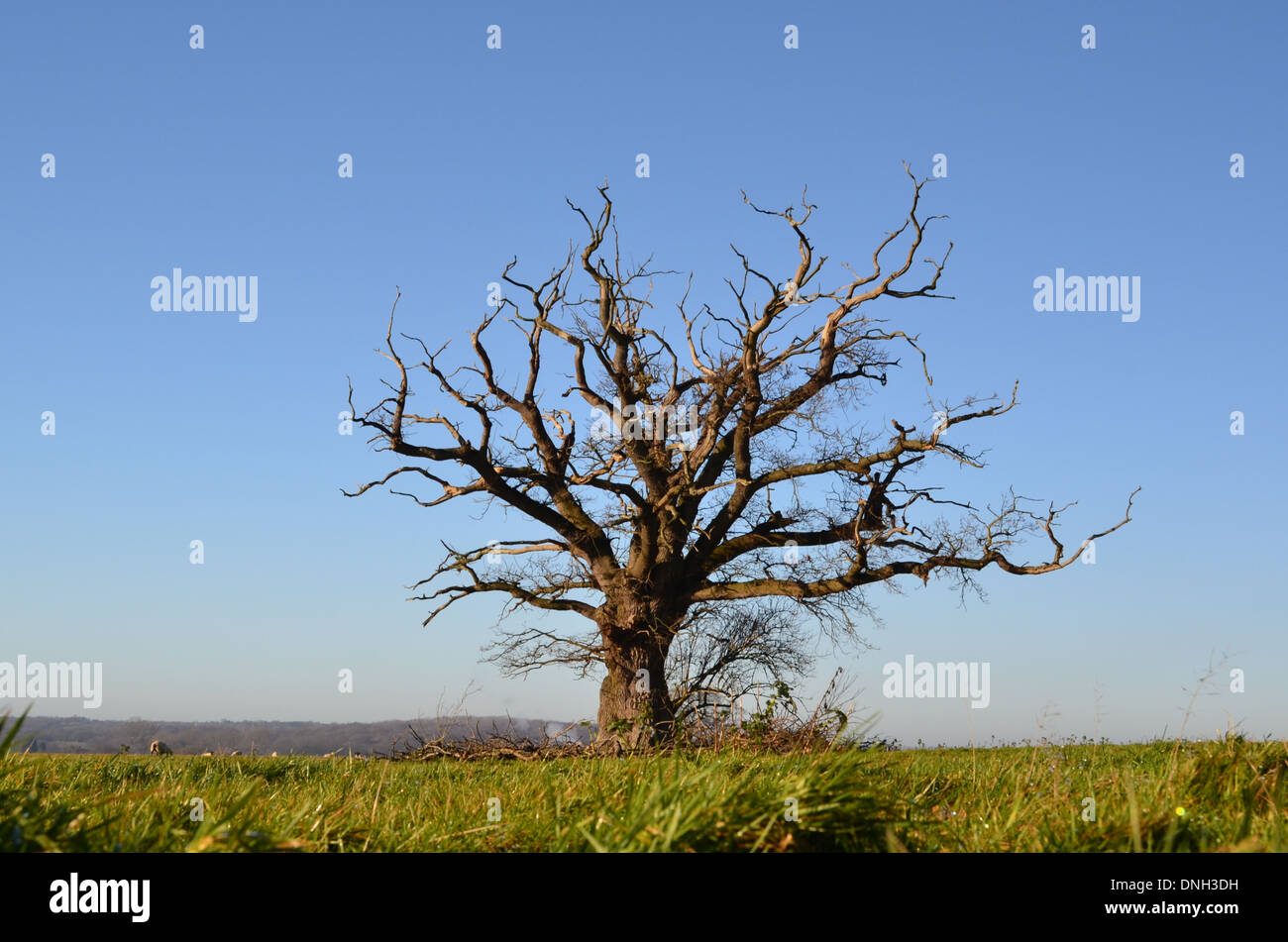 Large Oak tree in Southern England dying from the effects of acid Stock