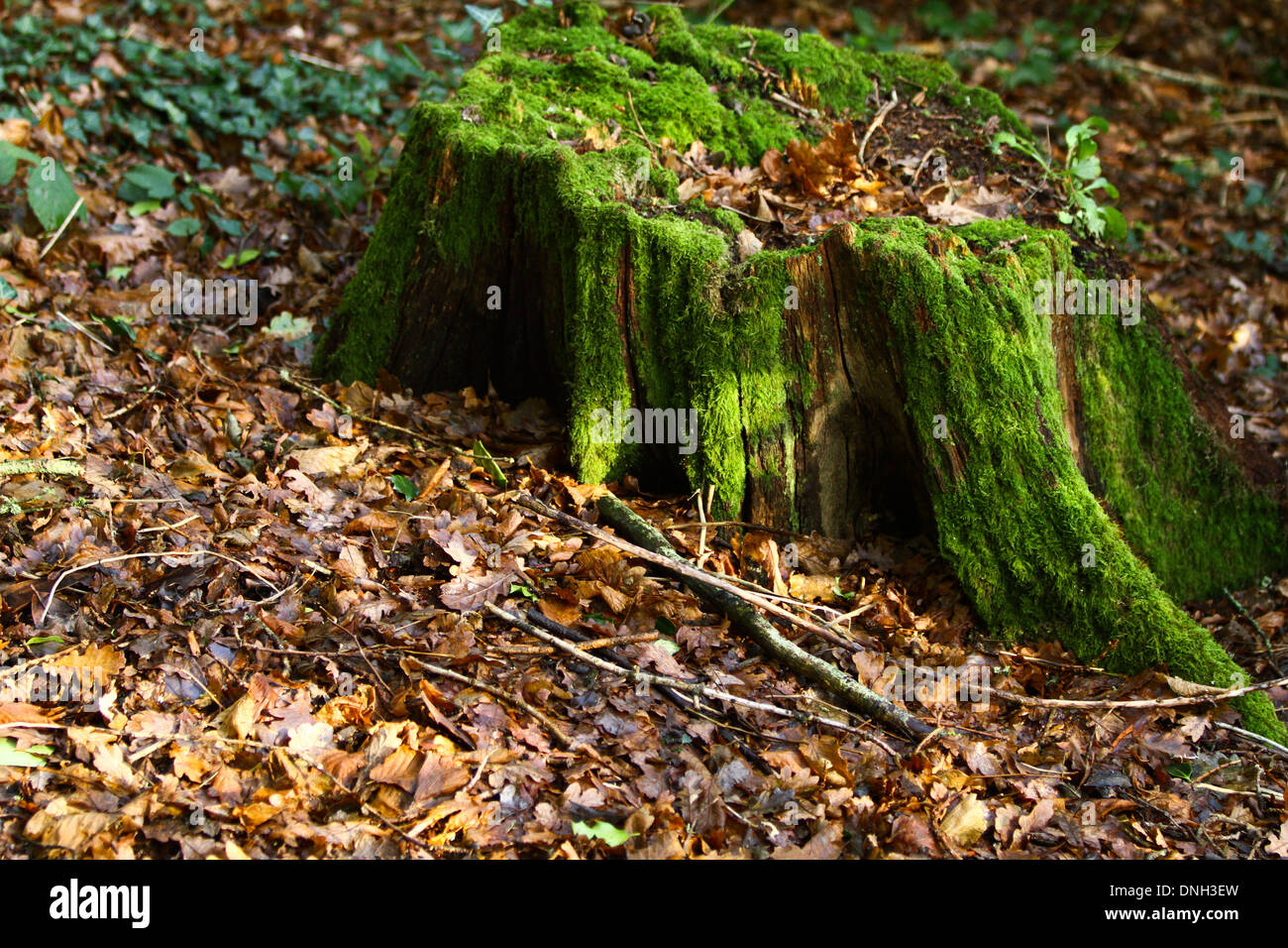 Sunlit autumnal forest floor leaves autumn trees Tree stump with moss Stock Photo