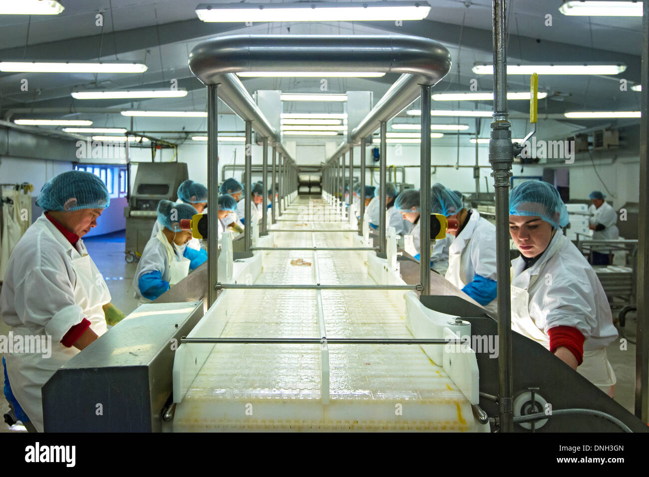 ISLANSSAGA FISH PROCESSING FACTORY, COD FISHING, VESTFIRDIR Stock Photo