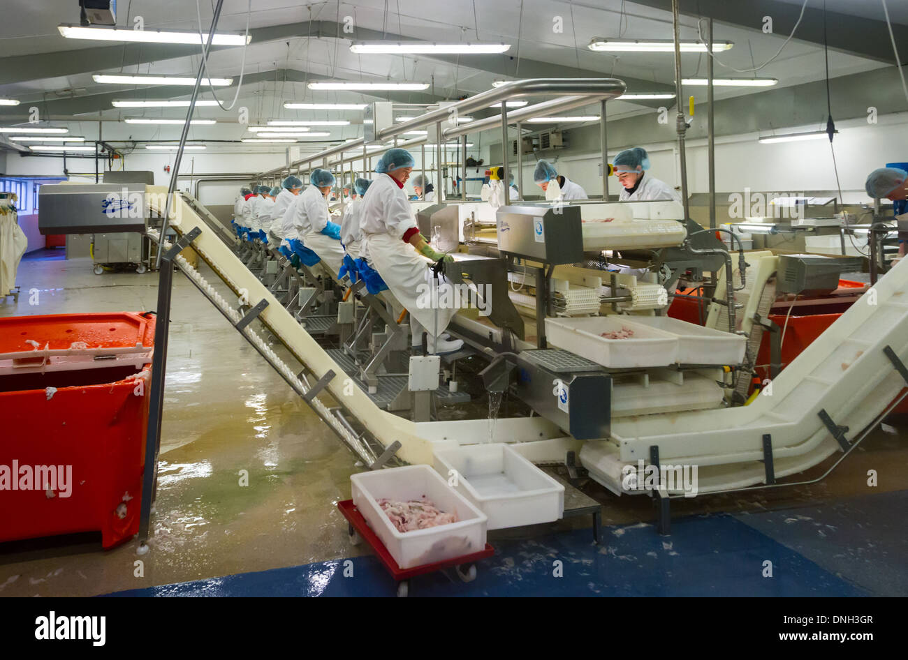 ISLANSSAGA FISH PROCESSING FACTORY, COD FISHING, VESTFIRDIR, SUDUREYRI