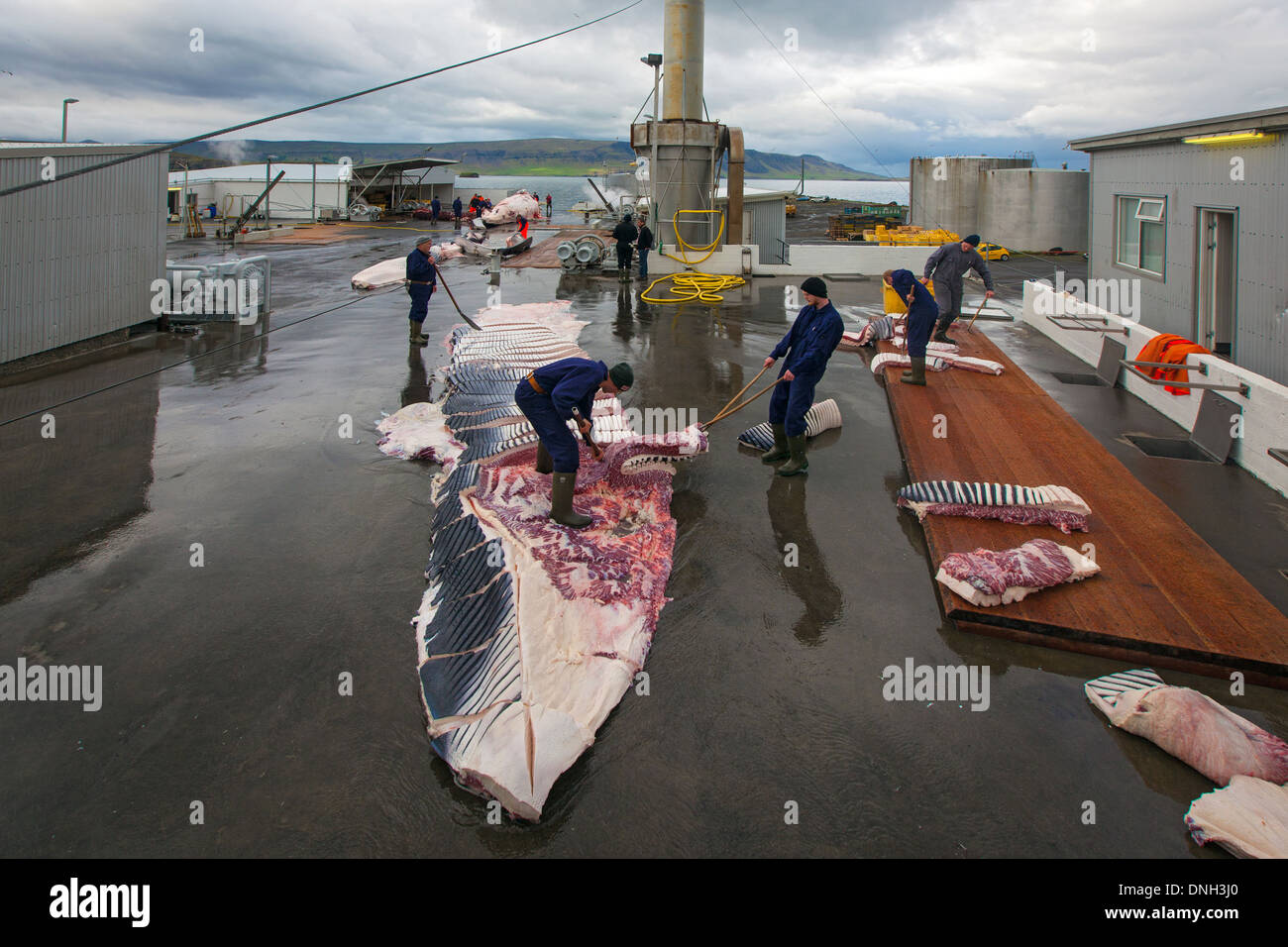 CUTTING UP OF FINBACK WHALES AT THE SEASIDE RESORT OF HVALFJORDUR, THE FJORD OF WHALES, WHALE HUNTING IN ICELAND, WESTERN ICELAND, EUROPE Stock Photo