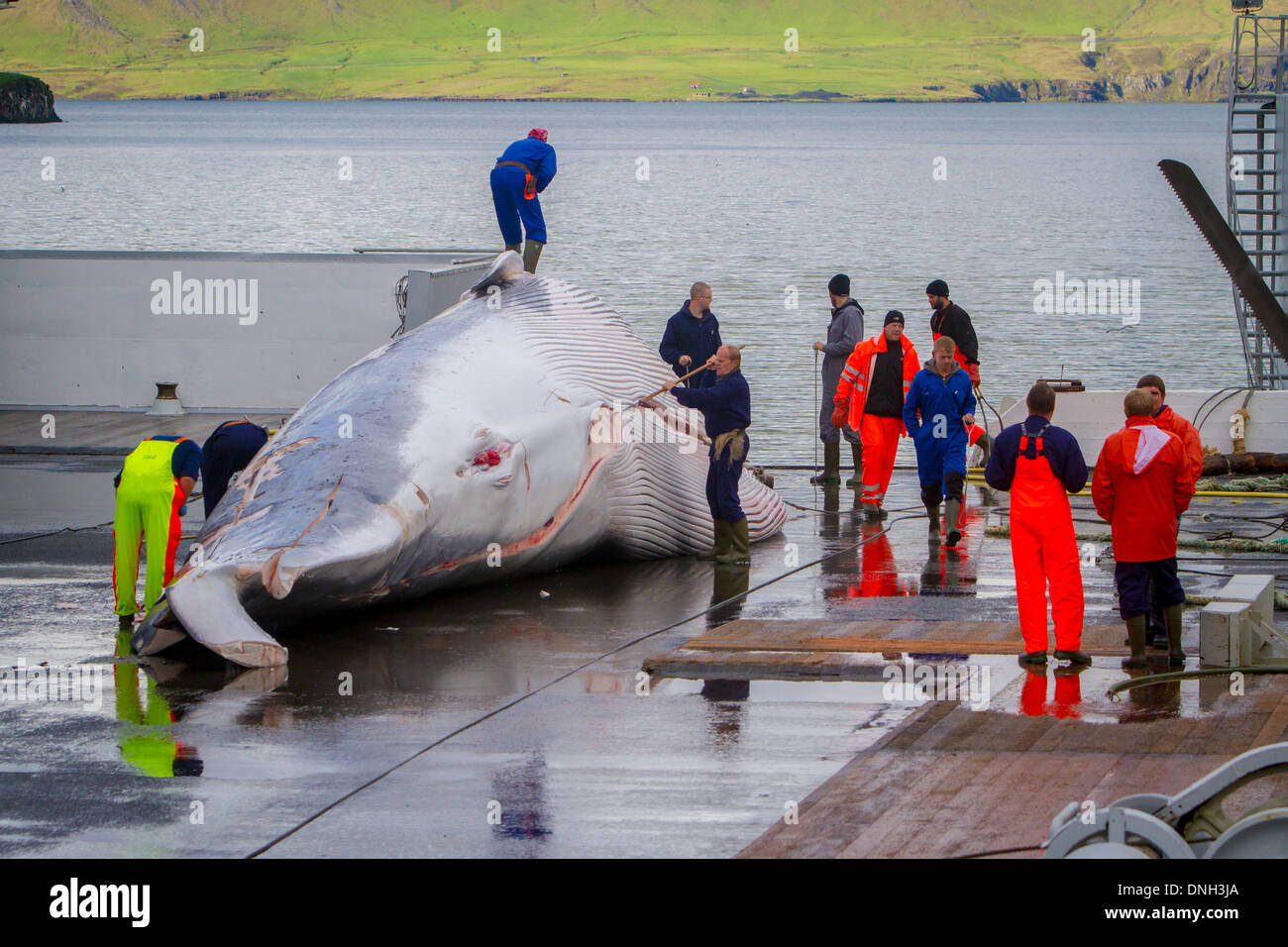 CUTTING UP OF A FINBACK WHALE AT THE SEASIDE RESORT OF HVALFJORDUR, THE FJORD OF WHALES, WHALE HUNTING IN ICELAND, WESTERN ICELAND, EUROPE Stock Photo