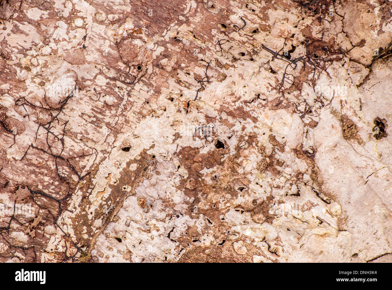 Tree Bark Background for wallpaper or art Stock Photo - Alamy