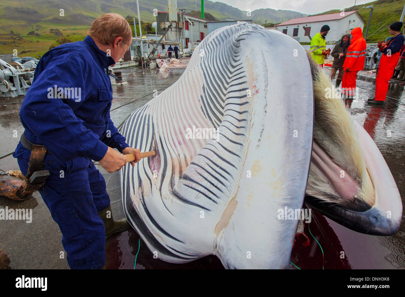 CUTTING UP OF A FINBACK WHALE AT THE SEASIDE RESORT OF HVALFJORDUR, THE FJORD OF WHALES, WHALE HUNTING IN ICELAND, WESTERN ICELAND, EUROPE Stock Photo