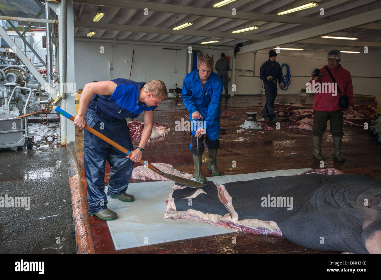 CUTTING UP OF FINBACK WHALES AT THE SEASIDE RESORT OF HVALFJORDUR, THE FJORD OF WHALES, WHALE HUNTING IN ICELAND, WESTERN ICELAND, EUROPE Stock Photo