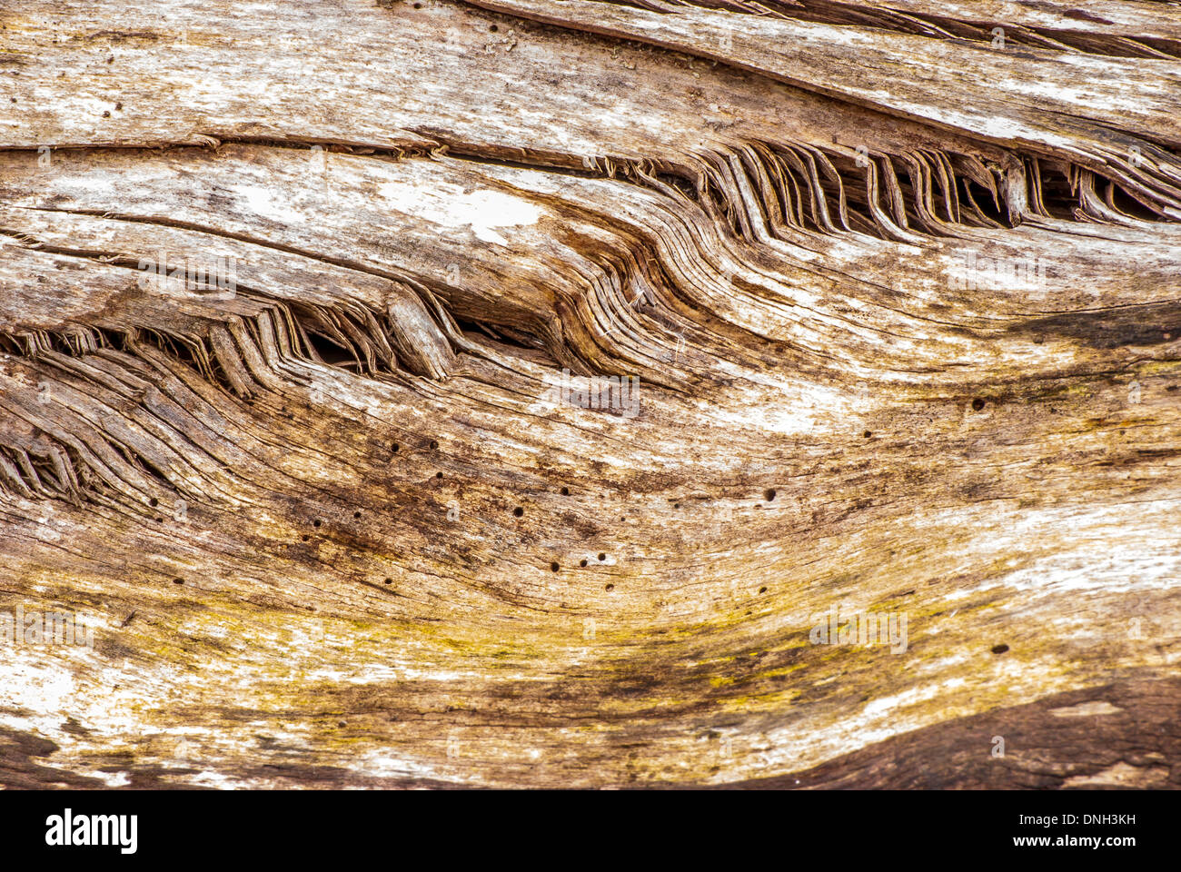 Tree Stump Background for wallpaper or art Stock Photo - Alamy