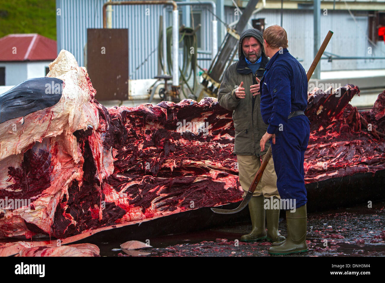 PORTRAIT OF KRISTJAN LOFTSSON, PROPRIETOR OF THE WHALING COMPANY HVALUR DURING THE CUTTING UP OF A FINBACK WHALE AT THE SEASIDE RESORT OF HVALFJORDUR, THE FJORD OF WHALES, WHALE HUNTING IN ICELAND, WESTERN ICELAND, EUROPE Stock Photo