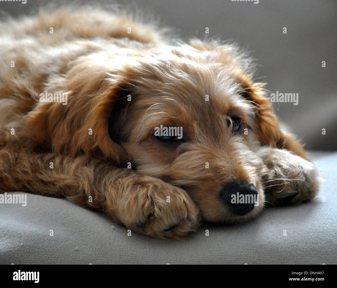 golden puppy dog looks sad with puppy dog eyes Stock Photo