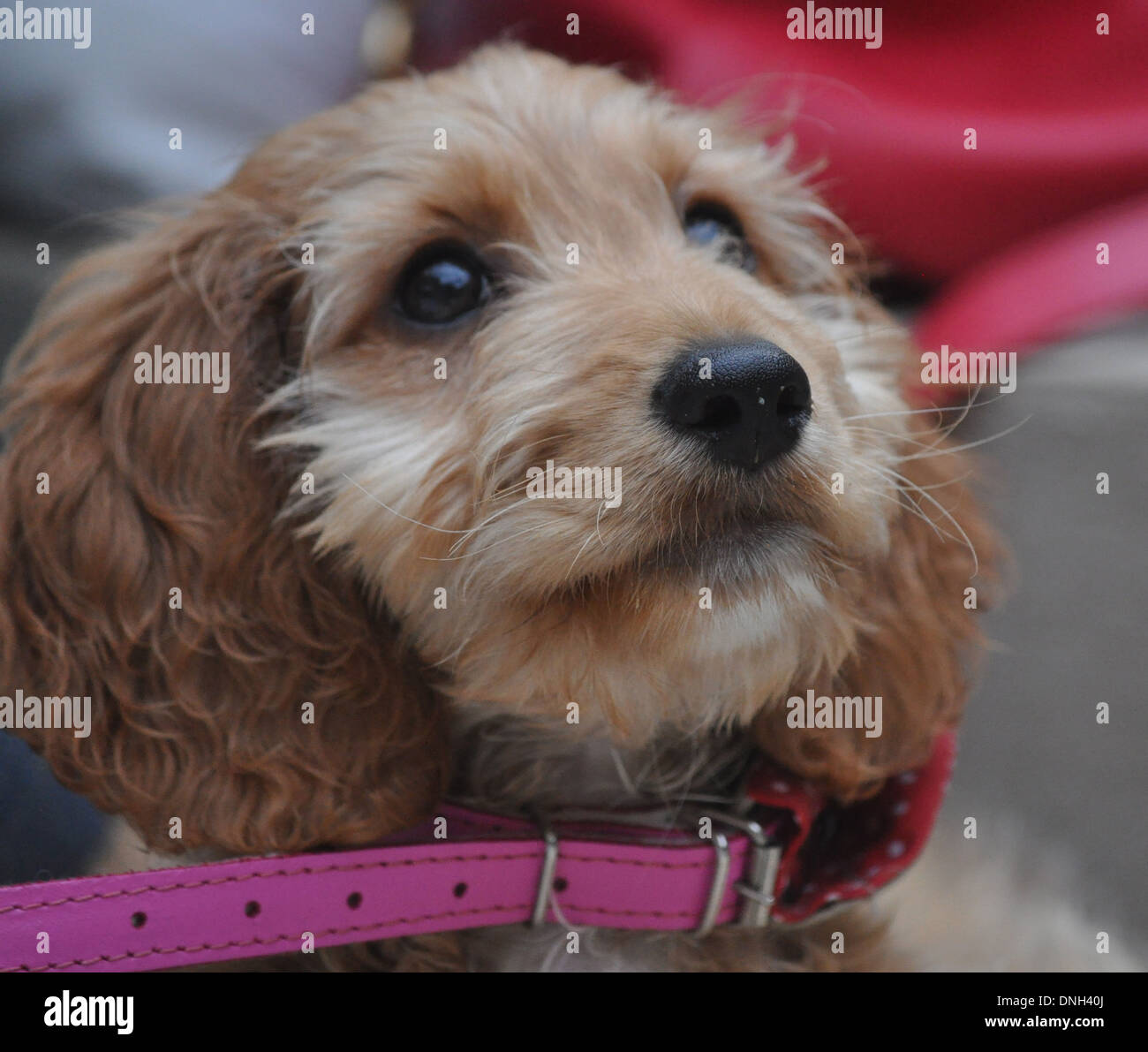 portrait of golden pet puppy dog looking up at camera with black eyes and pink dog collar Stock Photo