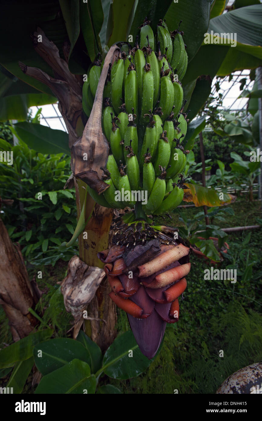 GROWING BANANAS IN GREENHOUSES, GEOTHERMAL ZONE OF HVERAGERDI, SOUTHERN