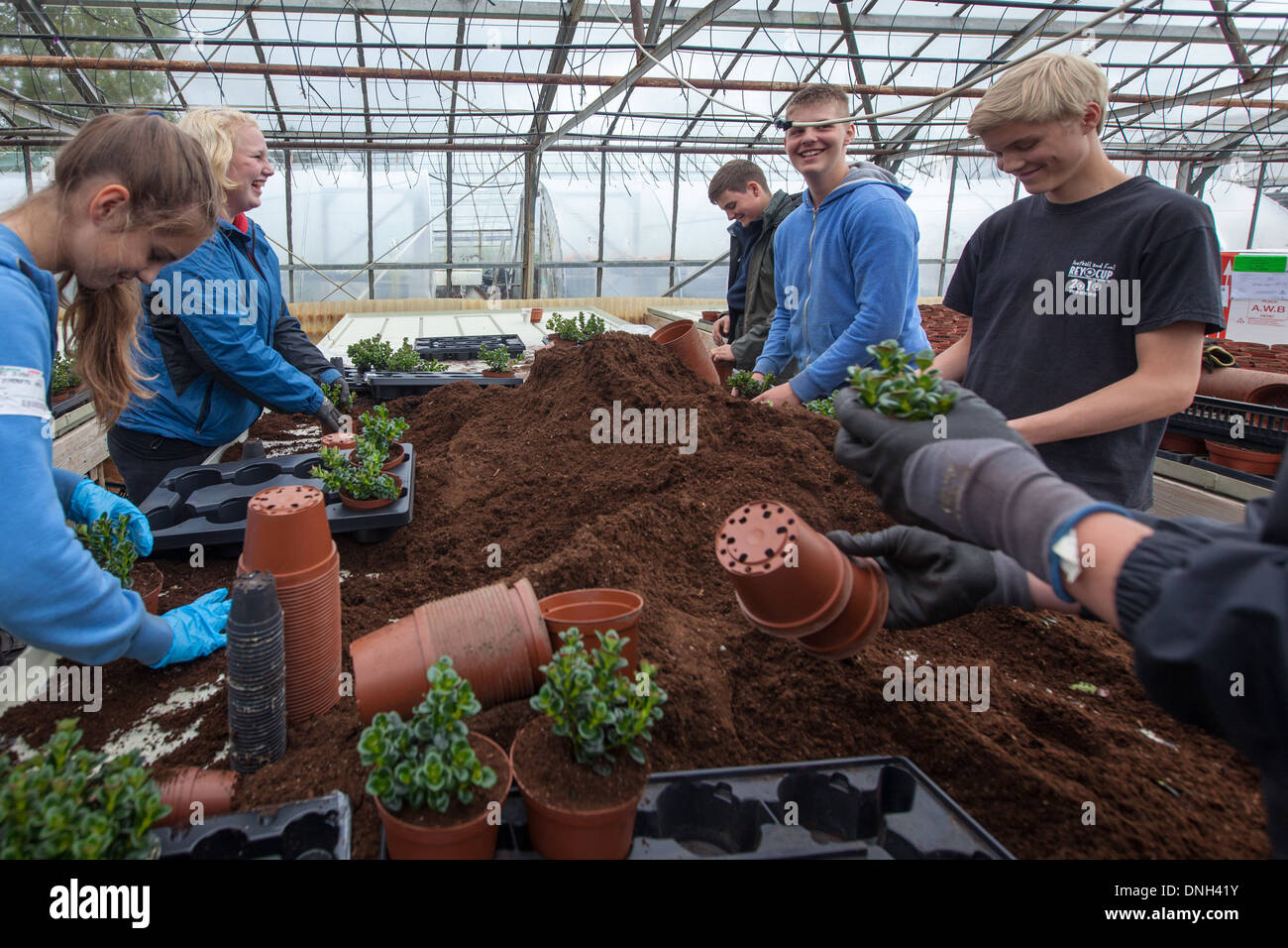 TEENAGERS PUTTING FLOWERS IN POTS IN A GREENHOUSE, GEOTHERMAL ZONE OF HVERAGERDI, SOUTHERN ICELAND, EUROPE Stock Photo
