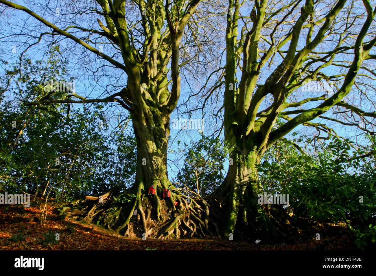 A pair of trees in winter with exposed roots Stock Photo - Alamy