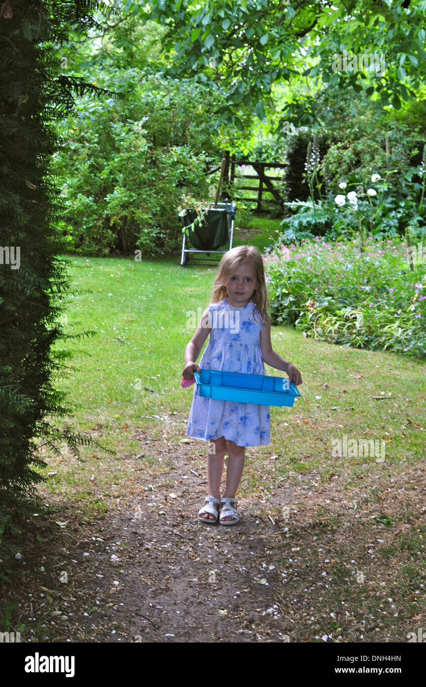 portrait of little blonde girl in a blue and white floral dress collecting fruit raspberries in summer in an English gardn Stock Photo