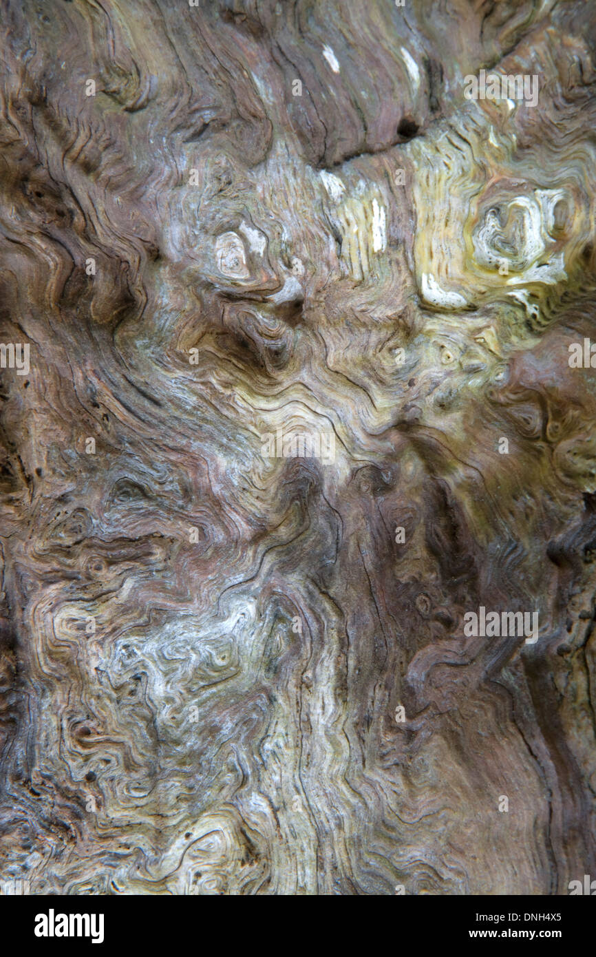 Close up of the Inner bark, Cambium and bast of a Sweet Chestnut tree Stock Photo
