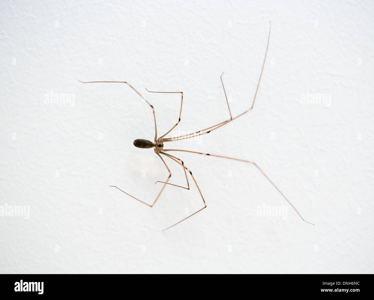 Pholcus phalangioides, a common household spider known as the cellar spider or daddy long-legs, close up Stock Photo
