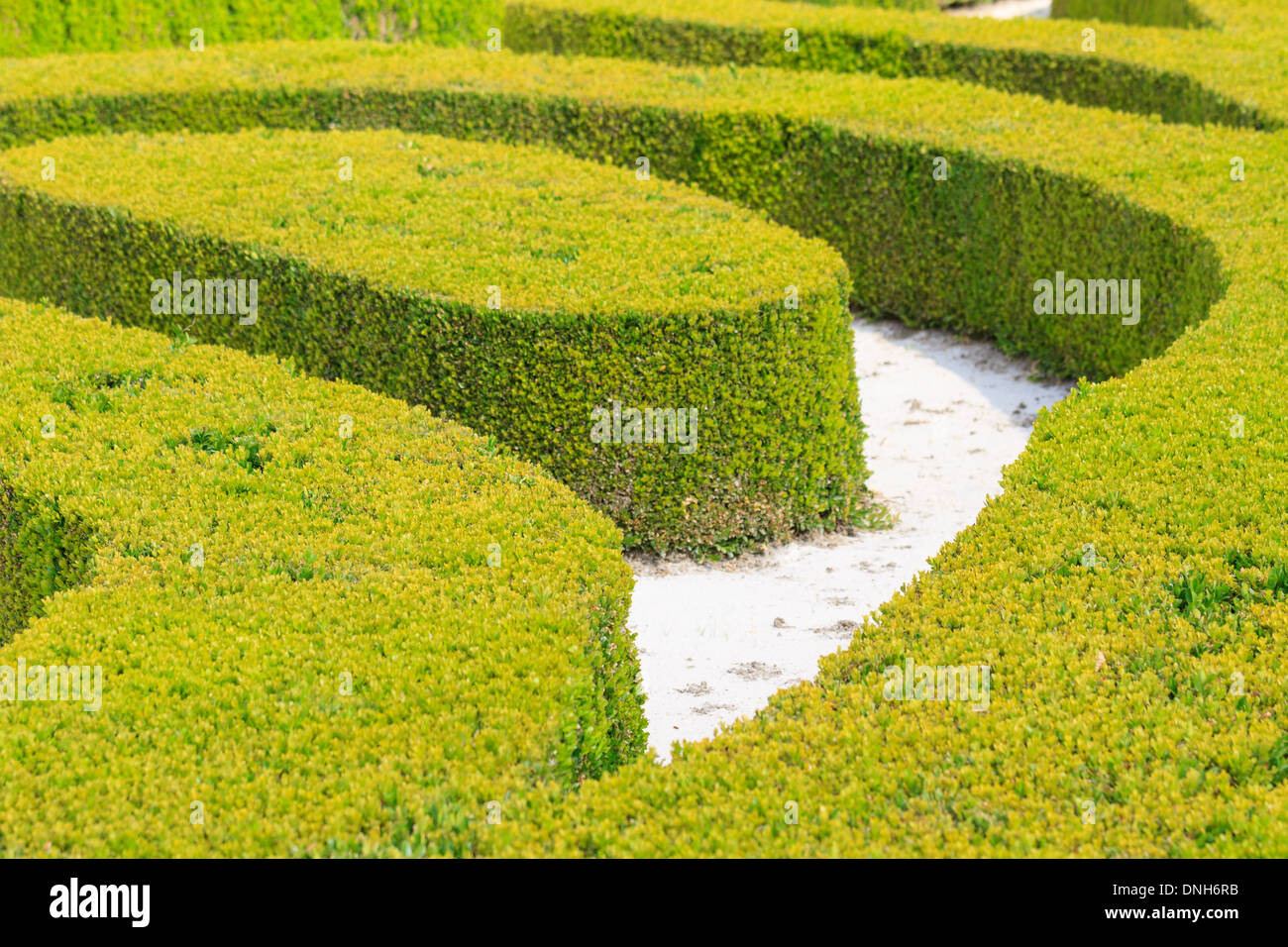 Ornamental English garden hedges Stock Photo