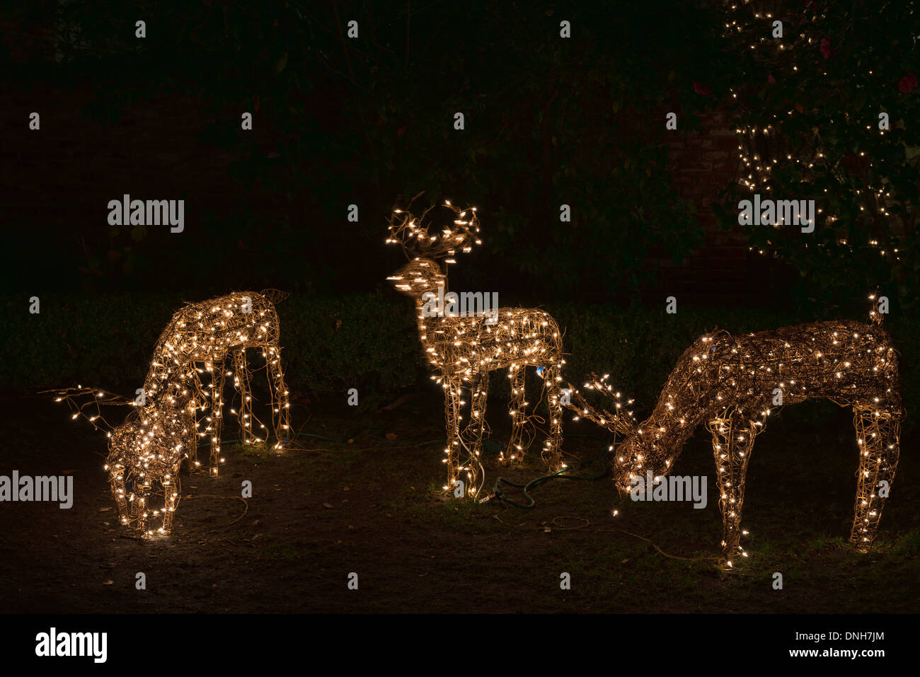 Reindeer Christmas light display Stock Photo