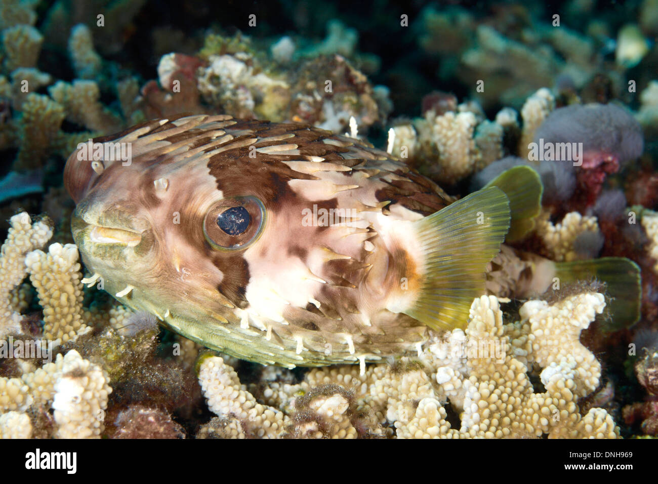 Orbicular Burrfish, also known as a Birdbeak Burrfish or Shortspine Porcupinefish, Cyclichthys orbicularis. Stock Photo