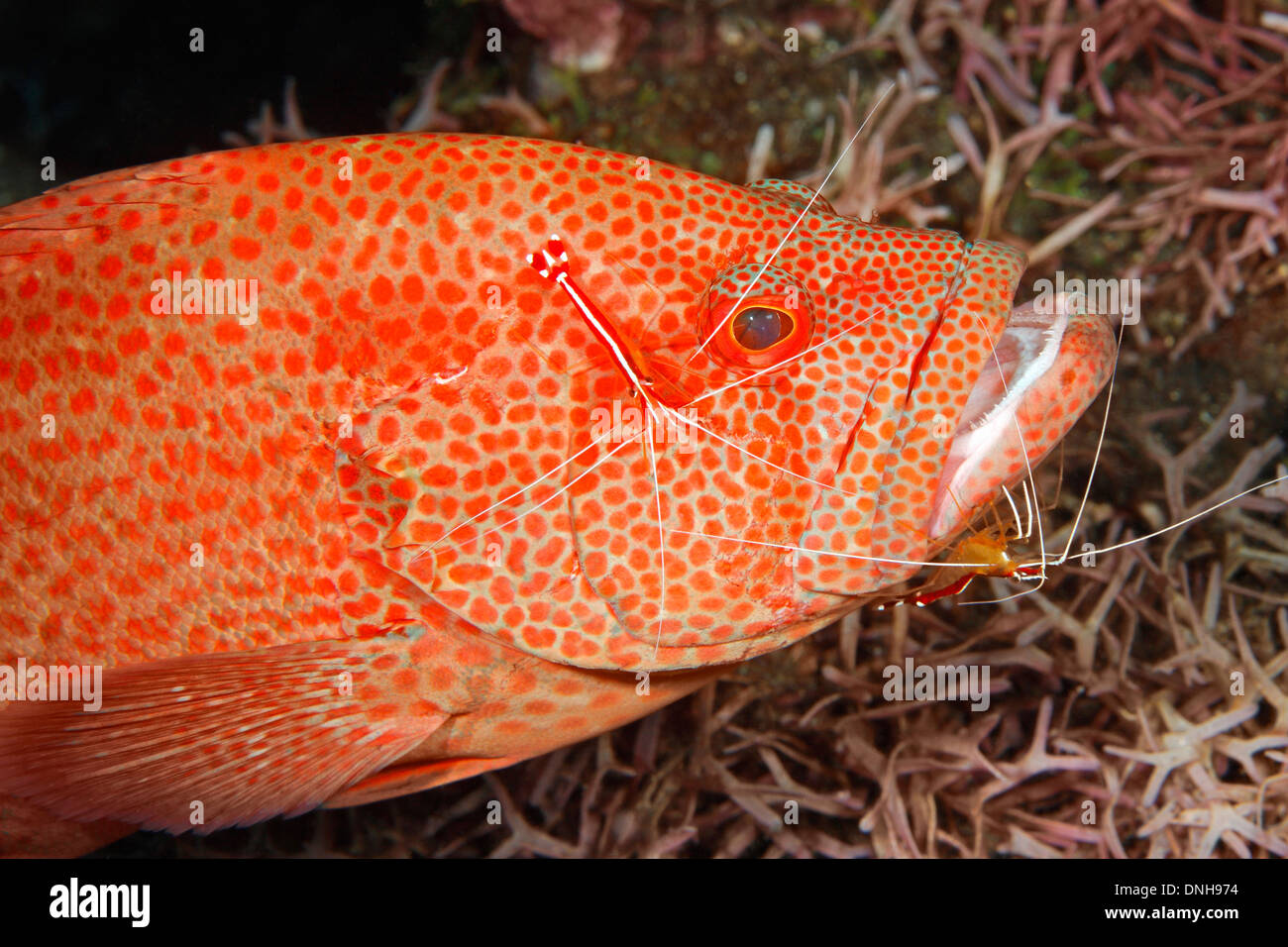 Tomato Cod, or Tomato Grouper, Cephalopholis sonnerati, being cleaned ...