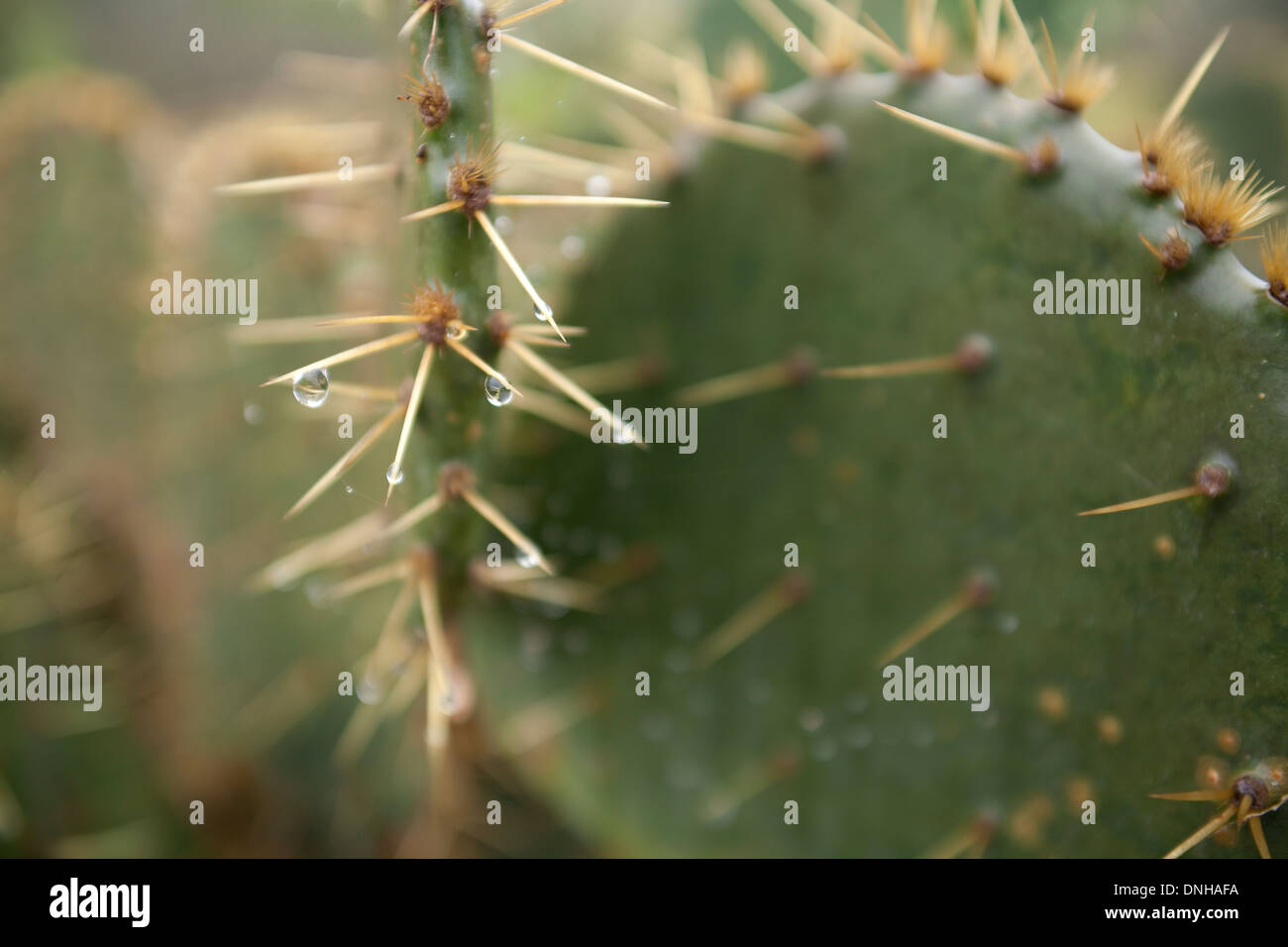 A Prickly Pear Cactus (Opuntia) in Southern Texas, USA. Stock Photo