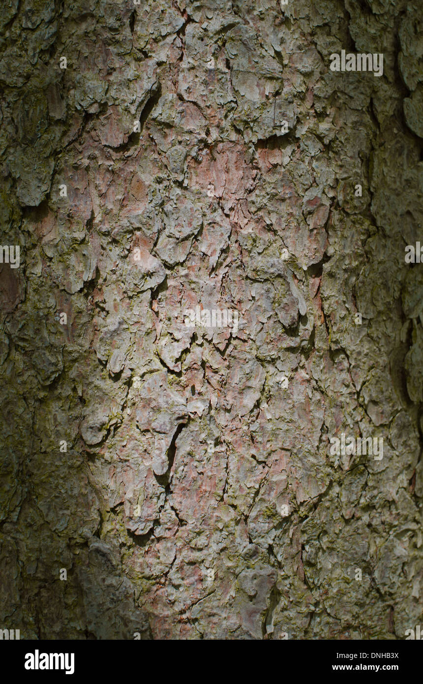 Trunk Bark of Pine Tree Lit in the Middle Stock Photo