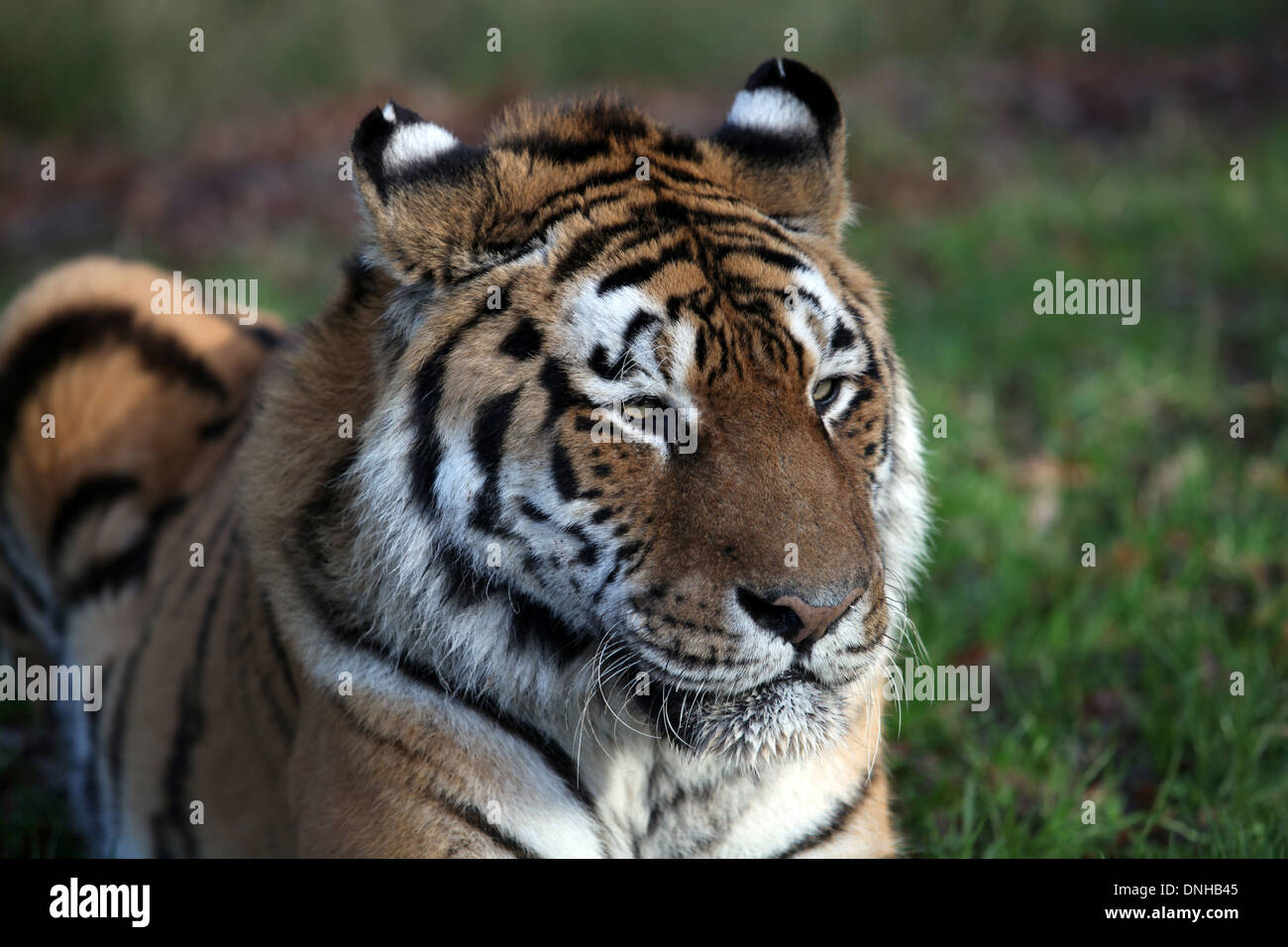 Tiger Stripes Stock Photo