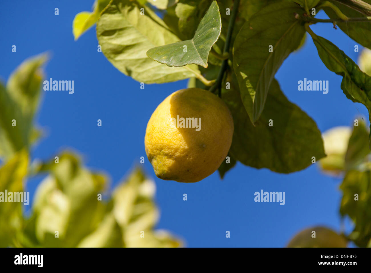 fresh lemons on lemon tree blue sky nature summer fruit background