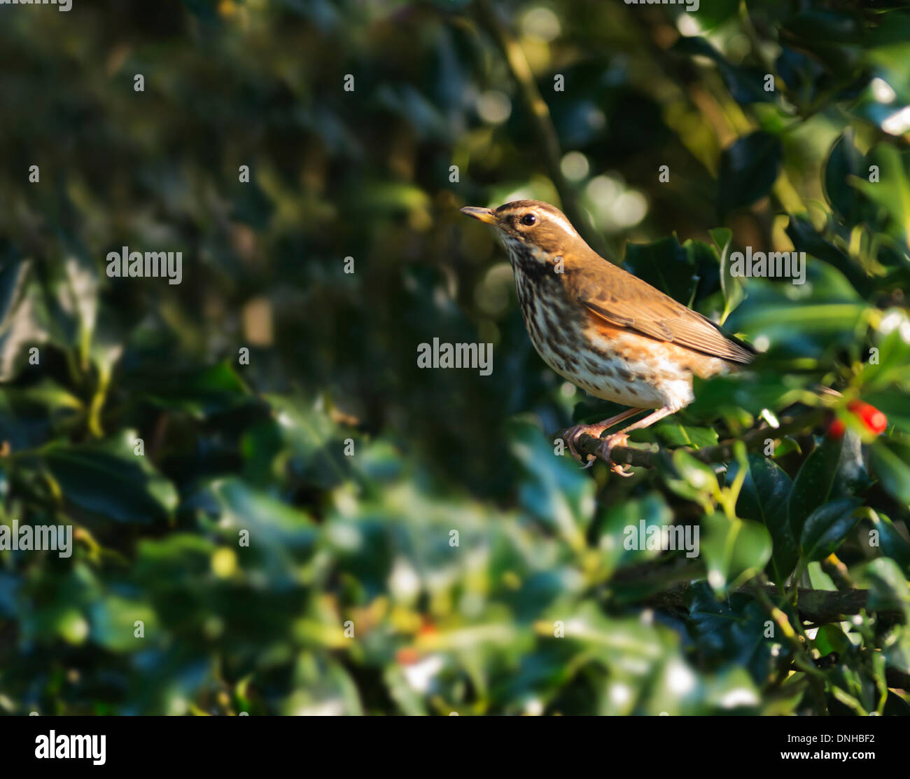 Redwing (Turdus iliacus) perched in holly tree Stock Photo
