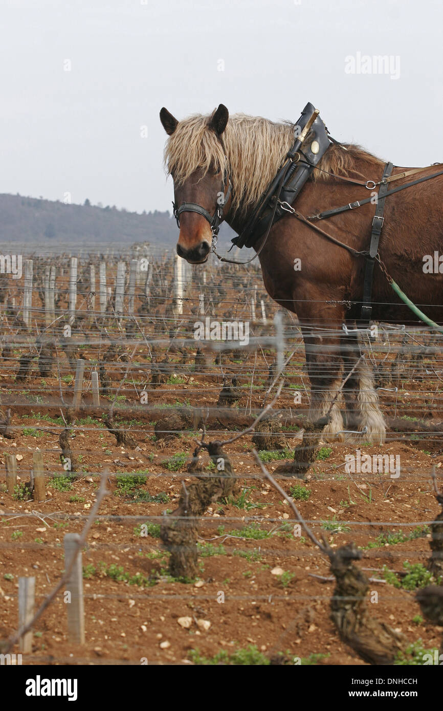 LA ROMANEE CONTI, TILLING WITH A HORSE SO AS NOT TO TAMP DOWN THE SOIL, COTE D'OR (21), BURGUNDY, FRANCE Stock Photo