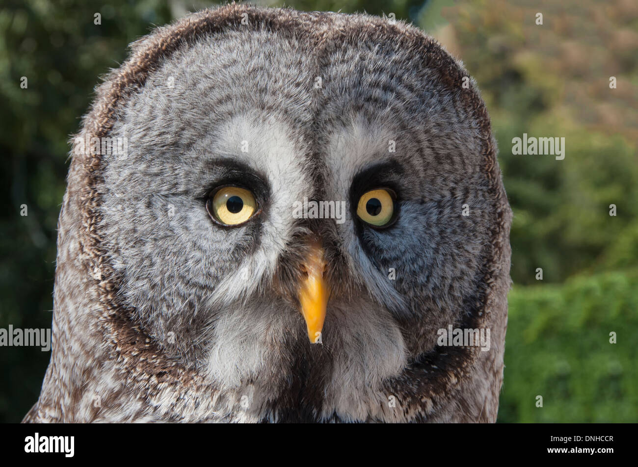 Lapland Owl (Strix nebulosa) Stock Photo