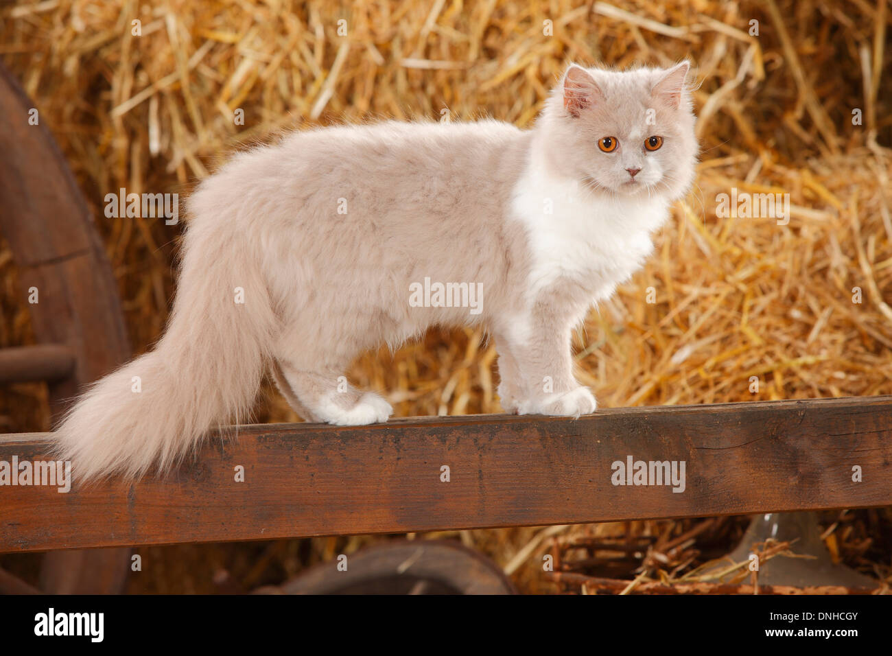 British Longhair, lilac-white, 5 months |Britisch Langhaar, lilac-white, 5 Monate Stock Photo