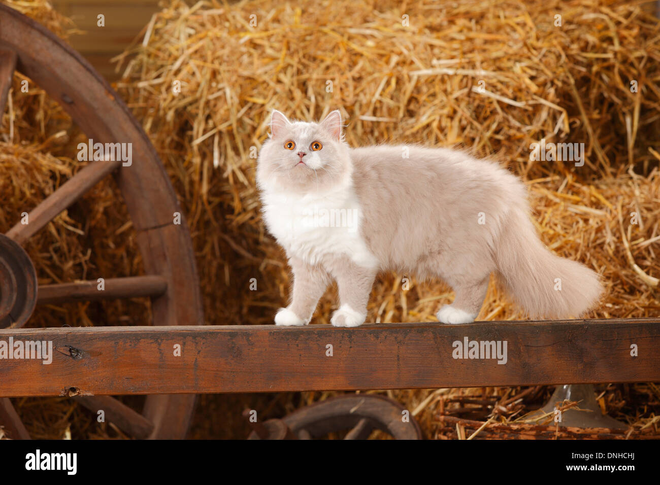 British Longhair, lilacwhite, 5 months Britisch Langhaar, lilacwhite