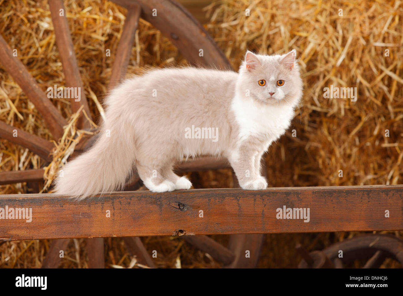 British Longhair, lilac-white, 5 months |Britisch Langhaar, lilac-white, 5 Monate Stock Photo