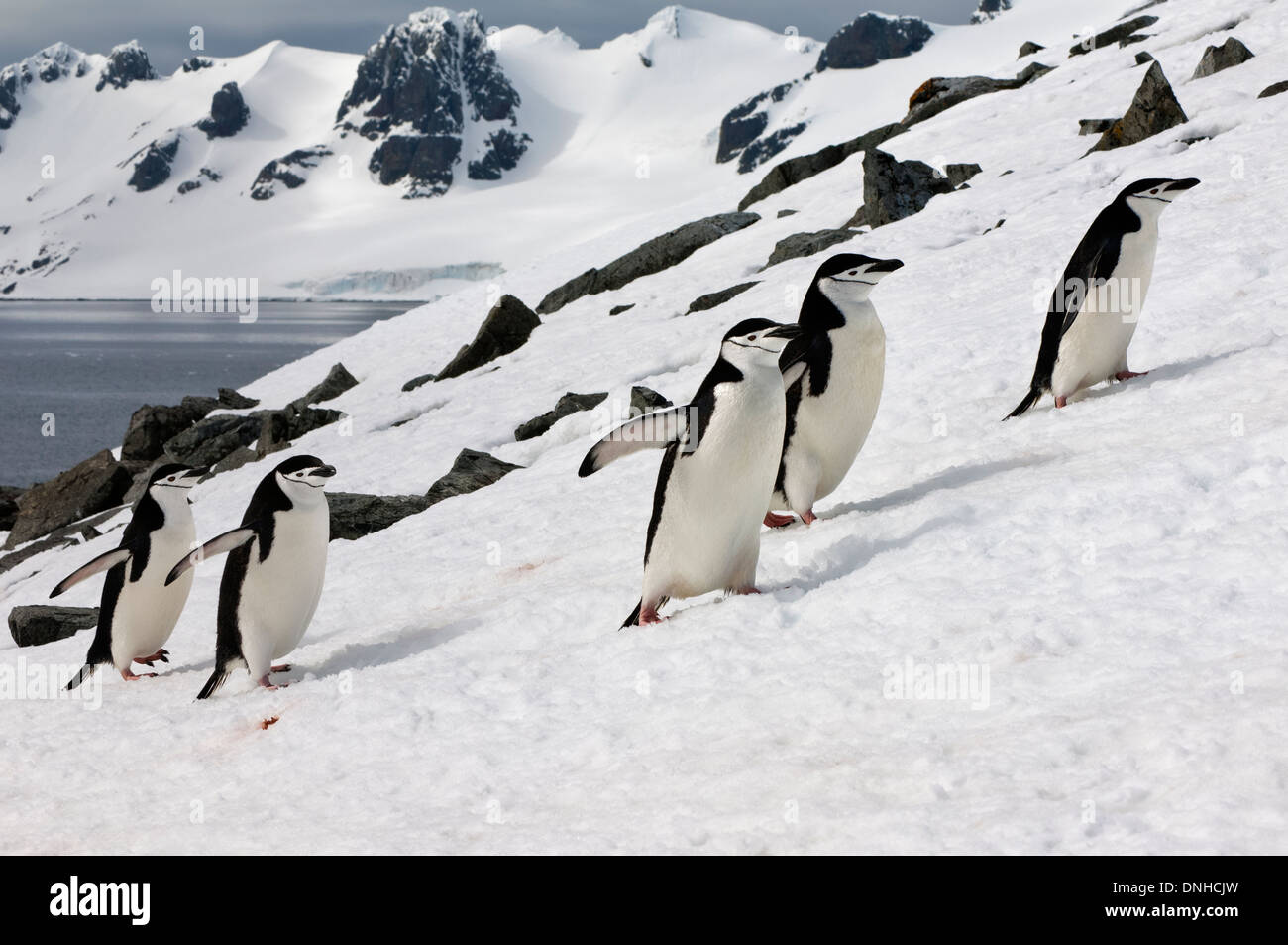 Chinstrap penguins (Pygoscelis Antarctica) walking up a glacial ice cap, Antarctic Peninsula Stock Photo