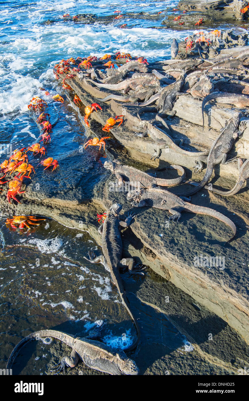 Marine Iguanas (Amblyrhynchus cristatus hassi) among Sally Lightfoot crabs Stock Photo