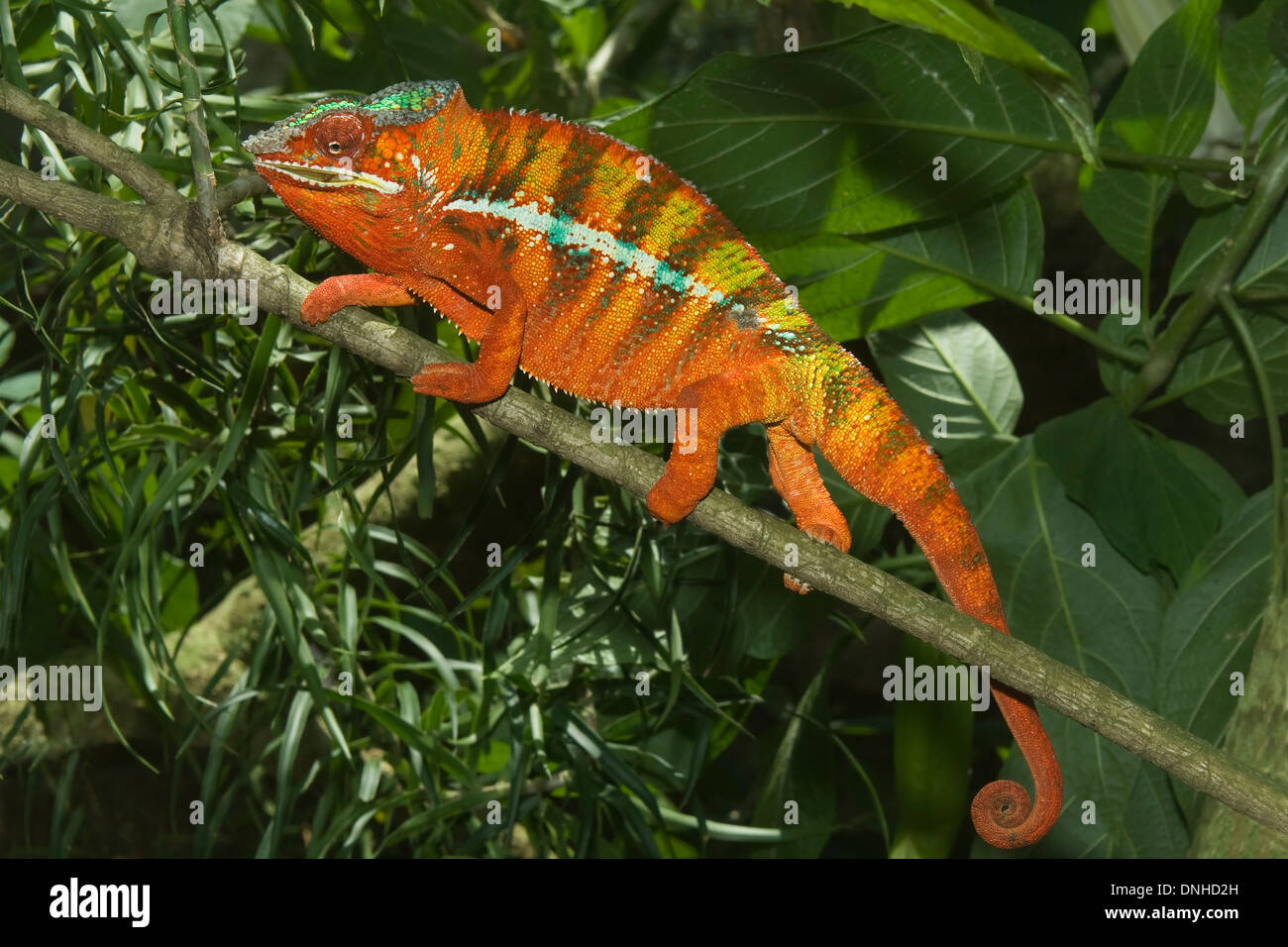Panther Chameleon (Furcifer pardalis), Madagascar Stock Photo