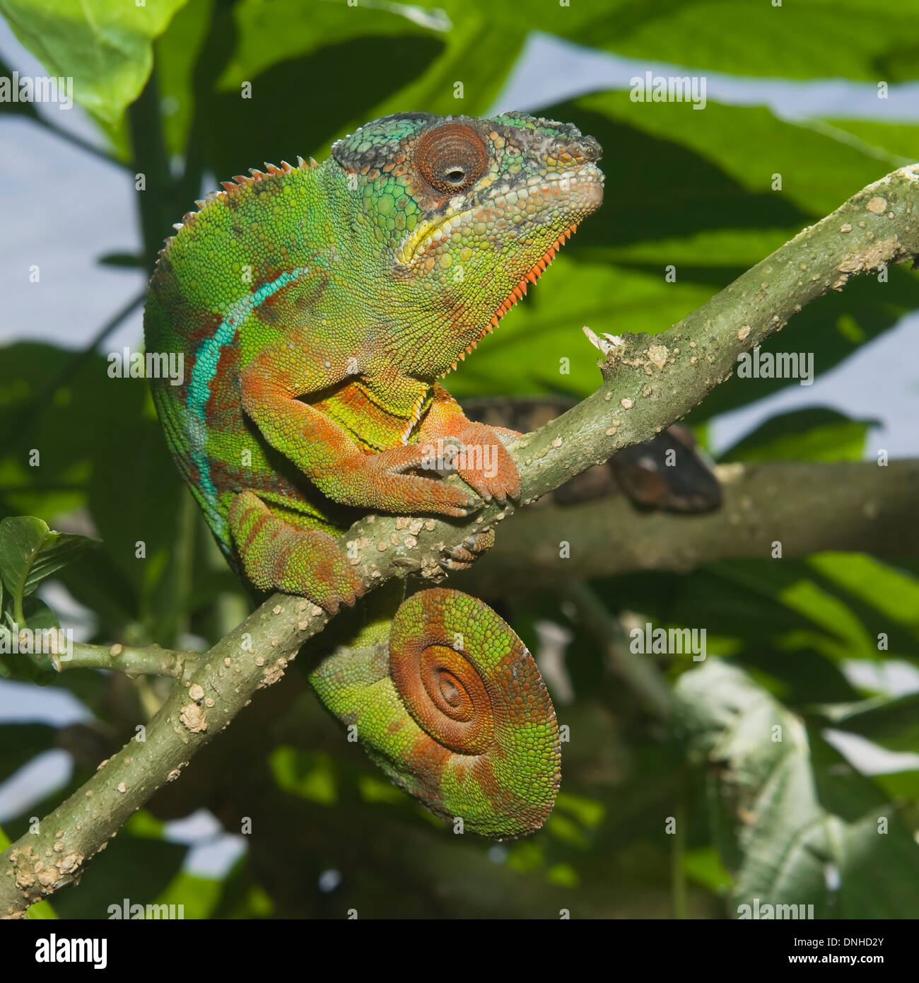 Panther Chameleon (Furcifer pardalis), Madagascar Stock Photo