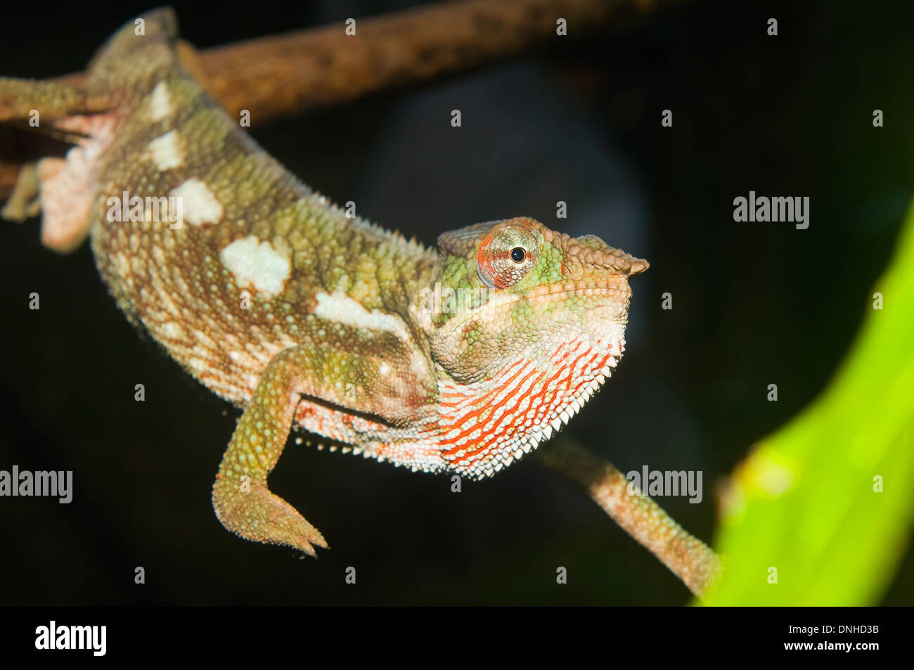 Panther Chameleon (Furcifer pardalis), Madagascar Stock Photo