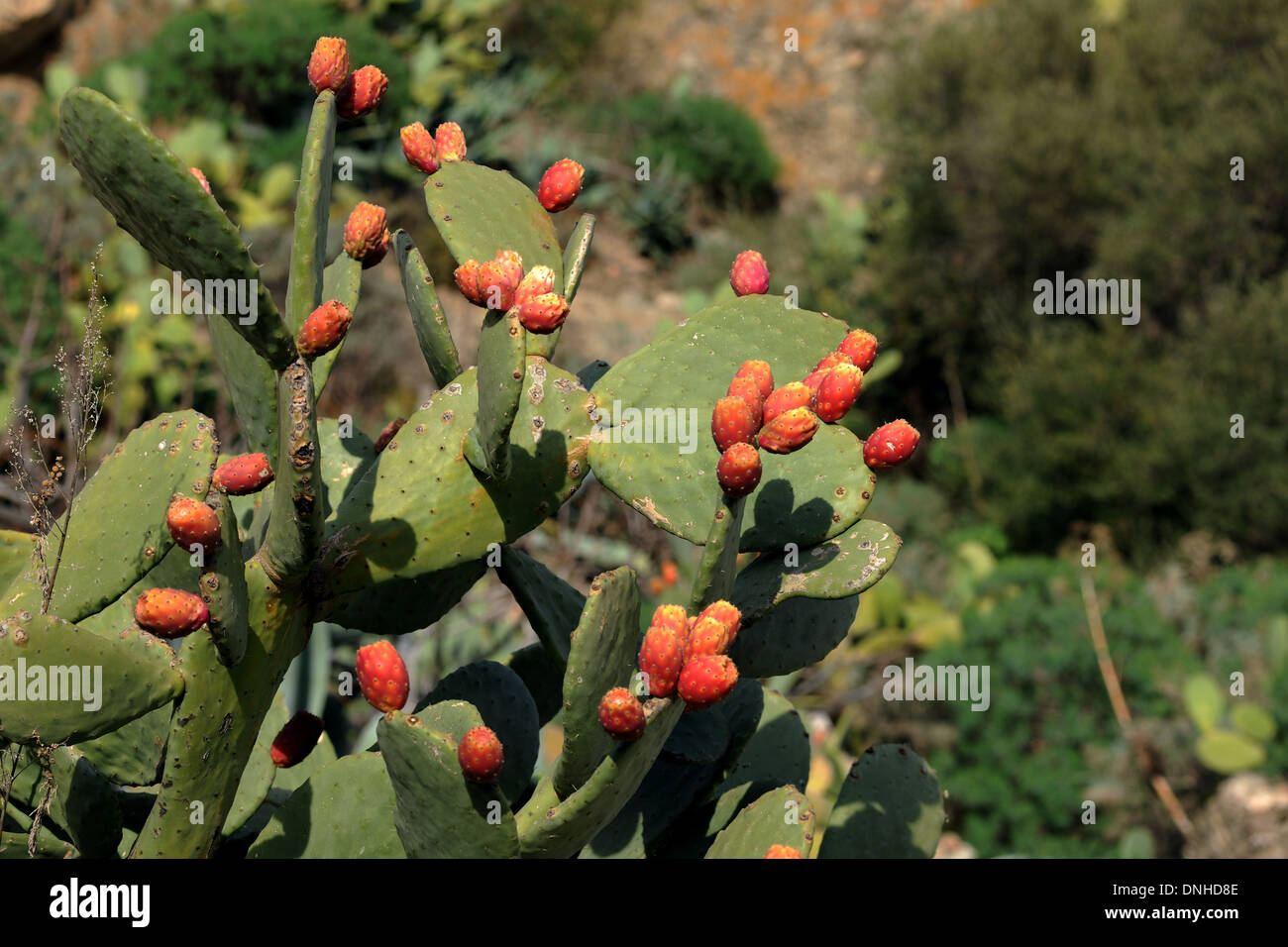 Prickly Pear fruit plant, southern Italy. Stock Photo